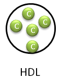 HDL Size and Contents
