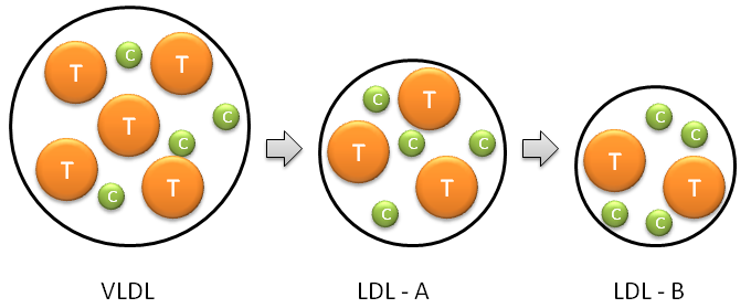 LDL Sizes and Contents